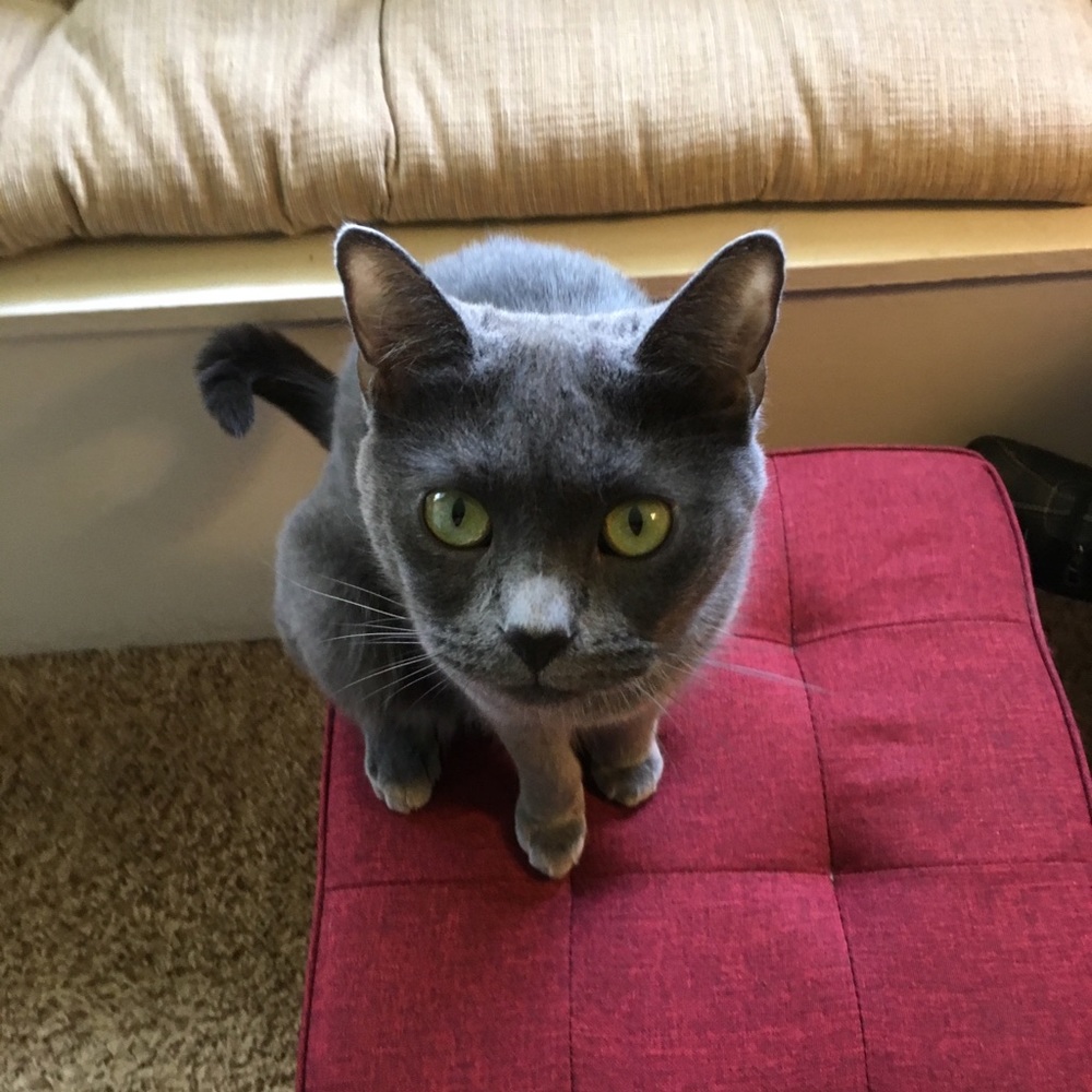 Meet your Posher, Susan